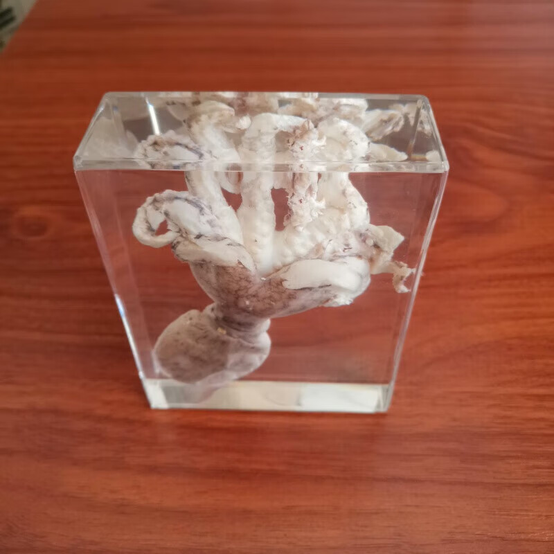 映棠人工琥珀摆件昆虫标本真章鱼螃蟹创意居家台饰生日礼物 wz001