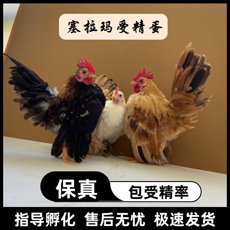 塞拉玛观赏鸡马来西亚玲珑鸡矮脚鸡小体宠物鸡受精种蛋 进口子代受精