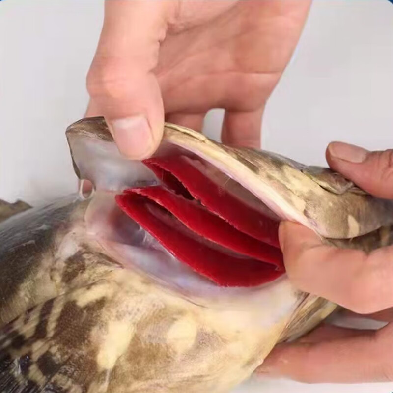 潮海堂海捕石斑鱼冷冻龙胆珍珠斑鱼斑鱼海鲜新鲜速冻可烤鱼生鲜鱼类海鲜 500g-600g/条（净重） 石斑鱼