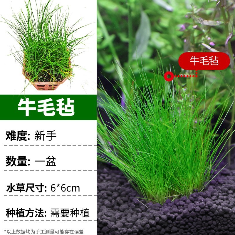 疯狂水草水草活体鱼缸水草鱼缸造景套餐真水草莫斯 牛毛毡