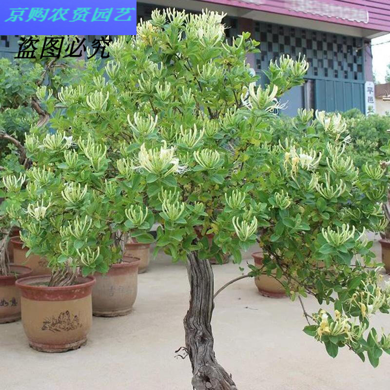 秋颖金银花树苗树形苗木盆景 盆栽 大树树桩树苗 树 爬藤苗南北方种植