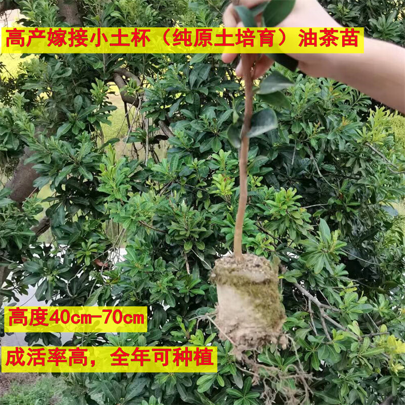 油茶树苗高产嫁接油茶苗本土木子苗山茶油苗良种杂交大果带土杯苗