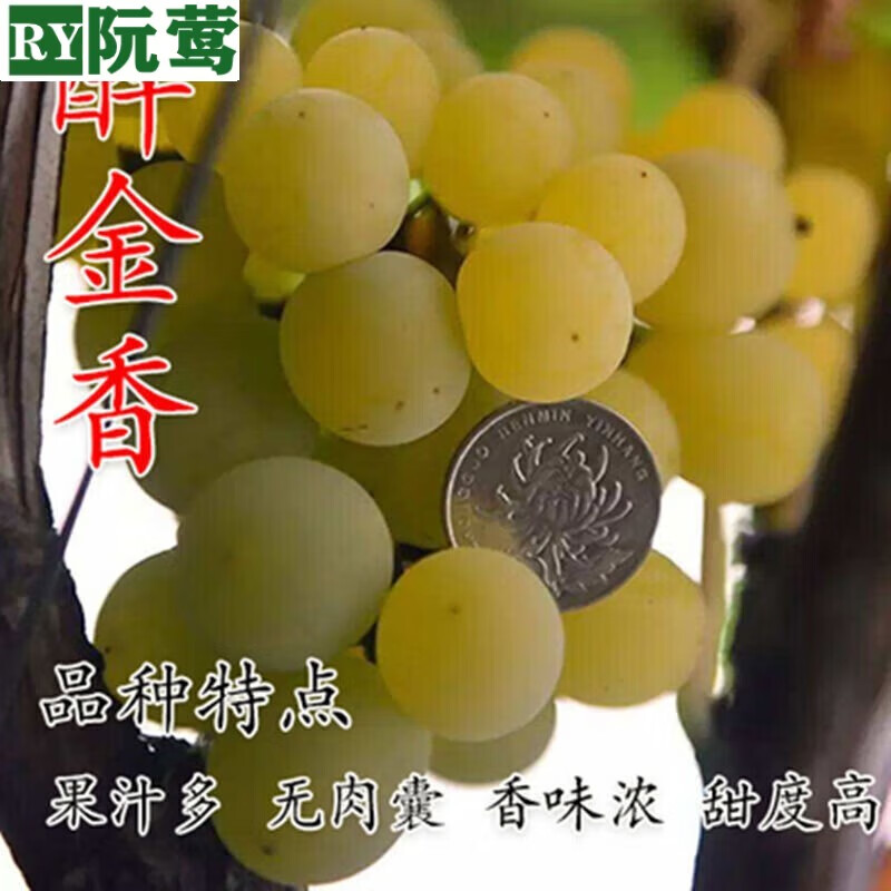 超甜葡萄 醉金香葡萄苗新品种 无核四号葡萄树南方北方种植果树 2年