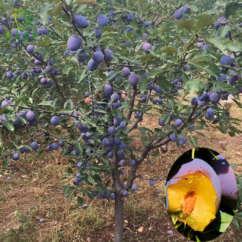 西梅李子苗嫁接苗 西梅女神李苗 盆栽地栽果树苗西梅李李子树苗当年