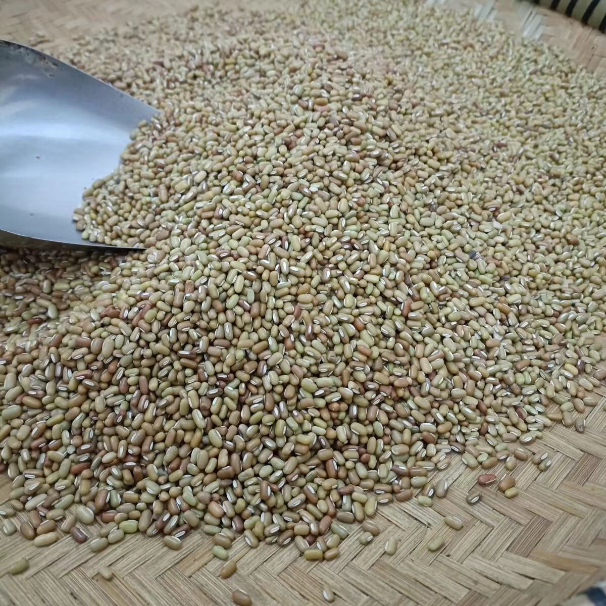 貴州懶豆安順懶豆竹豆農(nóng)家自種眉豆豇豆小豆可做豆沙餡原料 1斤凈重懶豆