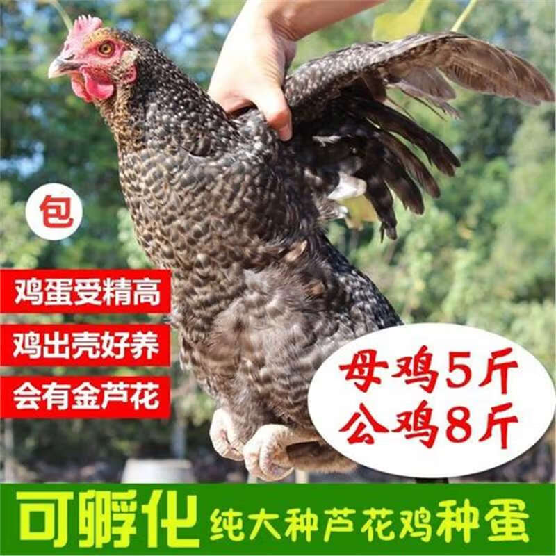 金芦花鸡可孵化种蛋受精蛋受精卵土鸡种蛋可孵化种新鲜现捡 1枚