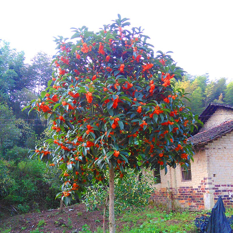 桂花树苗大树盆栽浓香型金桂丹桂四季桂八月桂盆栽四季开花庭院大型