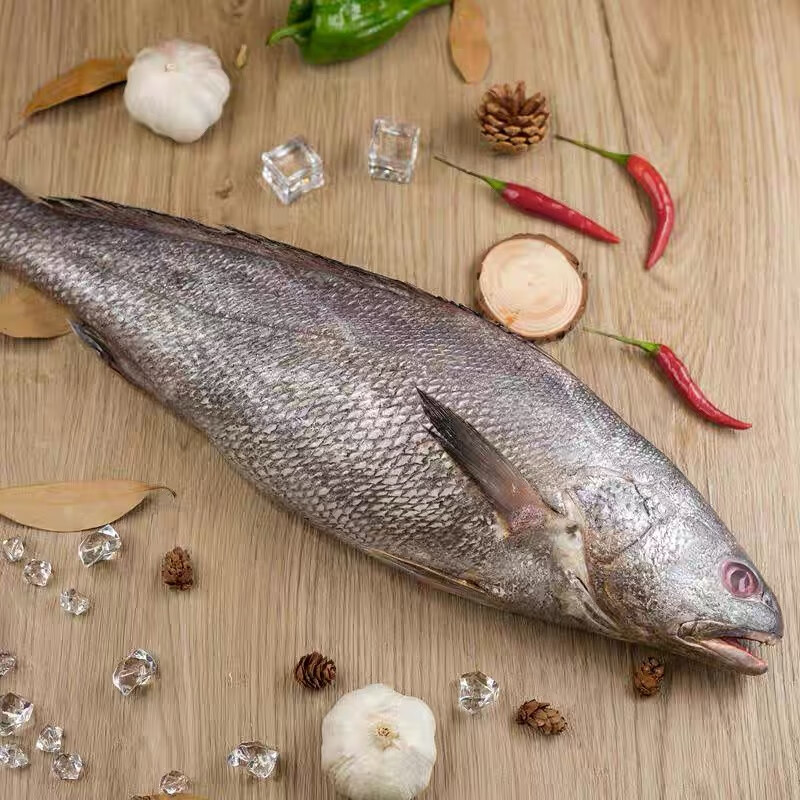 六鲜钓海 鲜活速冻米鱼 海捕鳘鱼  海鲜水产 1斤以上/条 净重4斤
