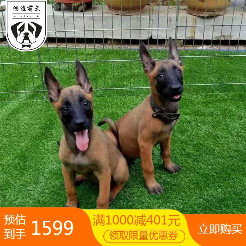 马犬幼犬活体小马犬幼崽马犬狗活体纯种宠物狗狗马犬马犬活体 宠物级