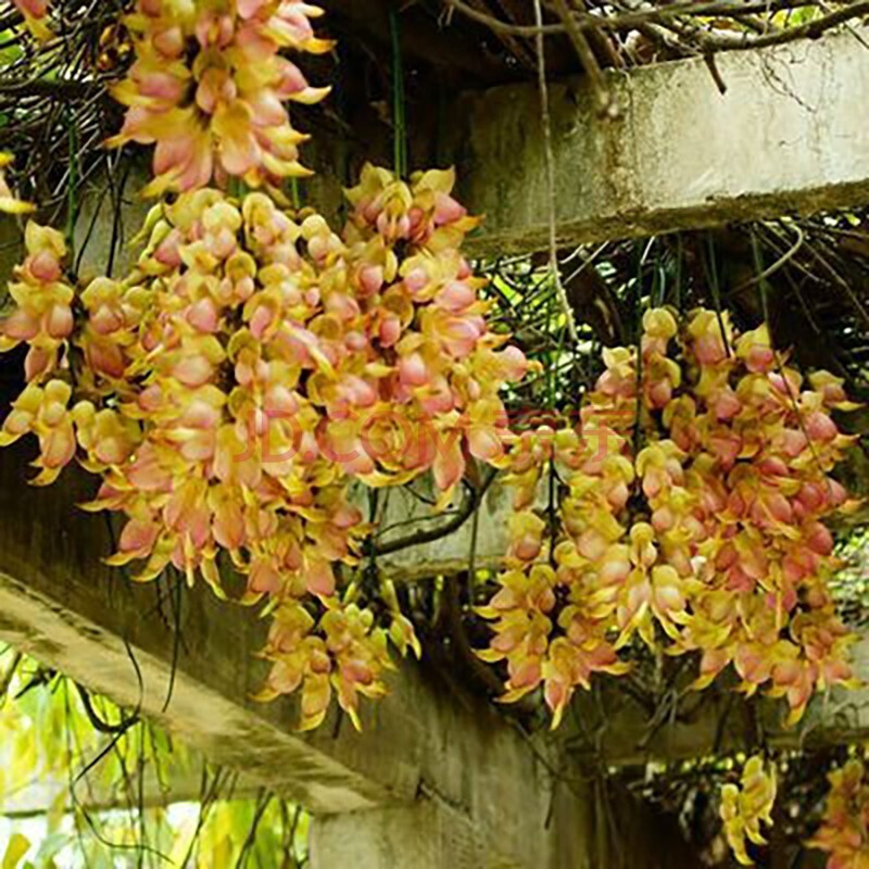 炮仗花苗 四季开花苗 油麻藤古藤 地径【1公分 粗】