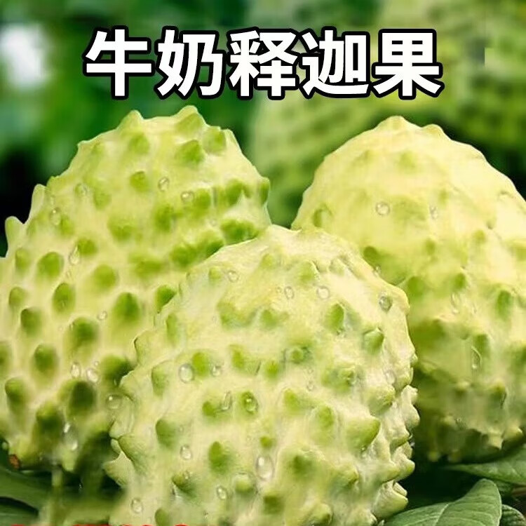 周小贝牛奶释迦果新鲜现摘