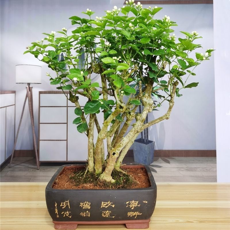 盆栽老桩母系老根盆景重瓣阳台客厅庭院绿植花卉 茉莉老桩10年【1颗】