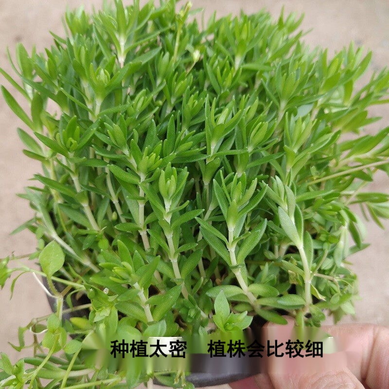 迎虞花苑 中药食用垂盆草苗茶保肝护肝可食用一盆20-30株 3盆垂盆草 不含盆