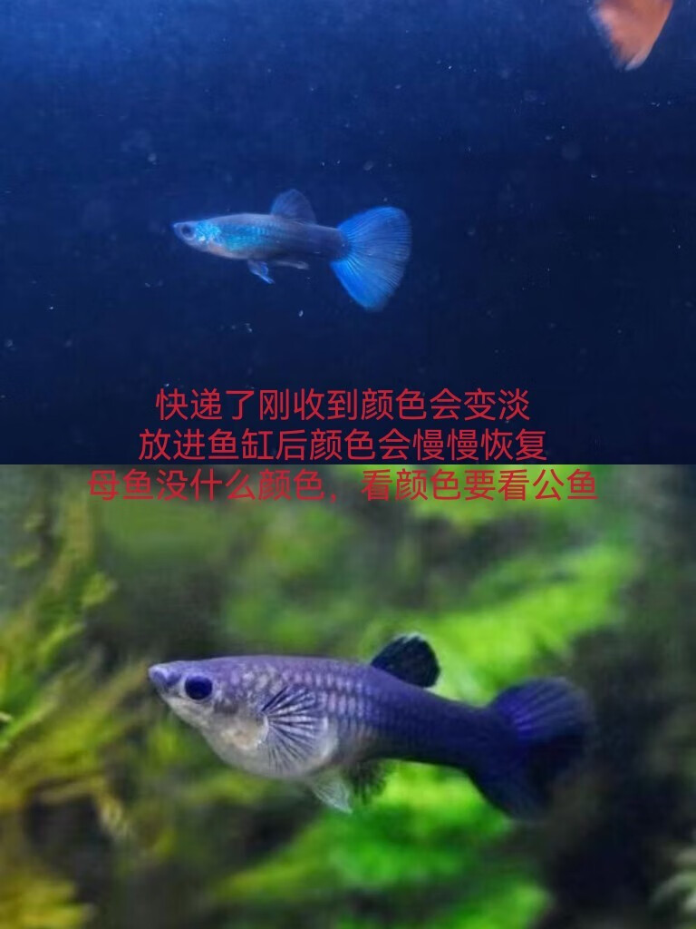 宠以沫精品纯种鸿运当头孔雀鱼发财鱼胎生鱼直接生小鱼凤尾鱼练手鱼