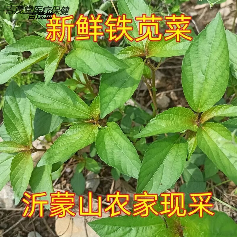 新鲜山野铁苋菜血见愁凤眼草野麻草人苋凤珍珠草晾干 1斤新鲜铁苋菜