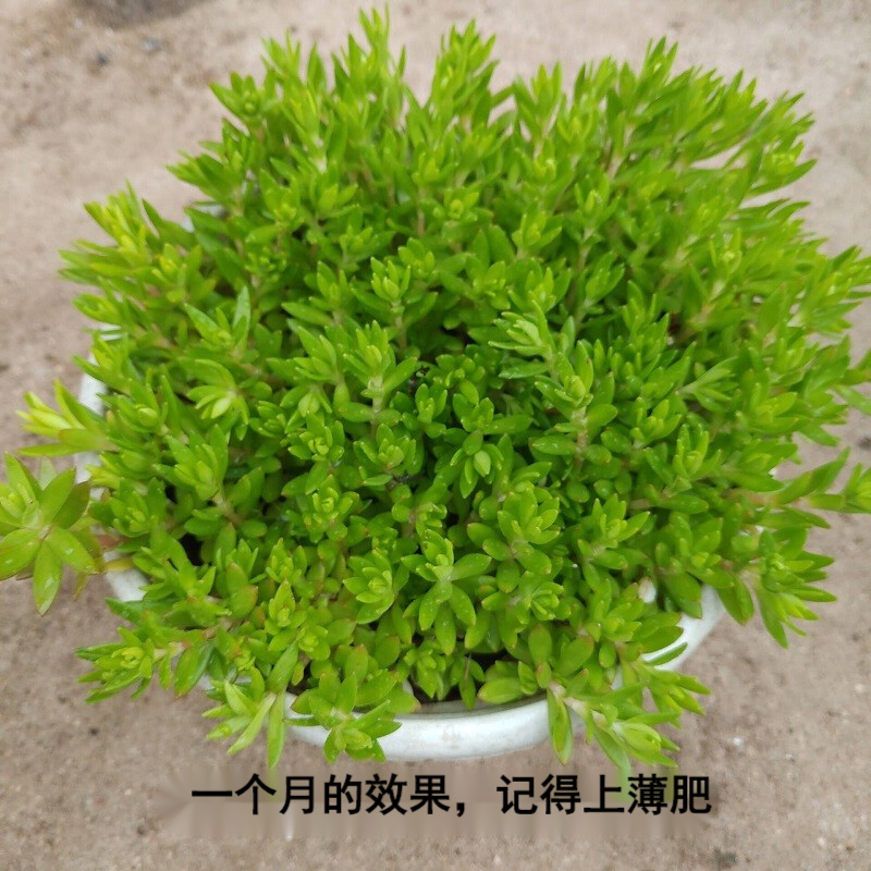 迎虞花苑 中药食用垂盆草苗茶保肝护肝可食用一盆20-30株 3盆垂盆草 不含盆