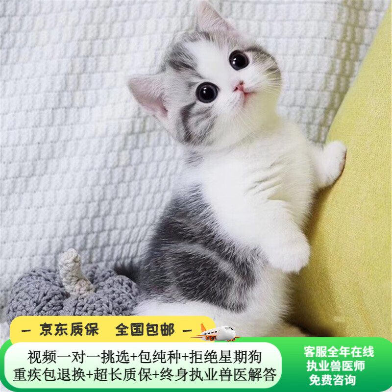 美短猫幼崽宠物猫猫活体 虎斑猫加白起司猫幼猫 纯种血统短腿美国短毛