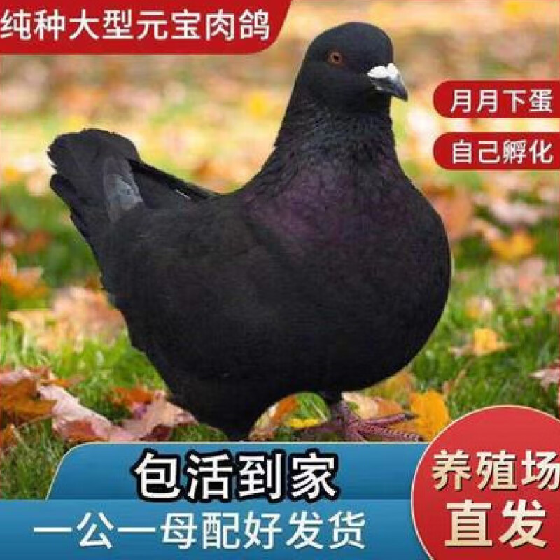 仟芸鸽子活物一对元宝鸽纯特大型肉信鸽观赏鸽落地王鸽子包下蛋 黑色