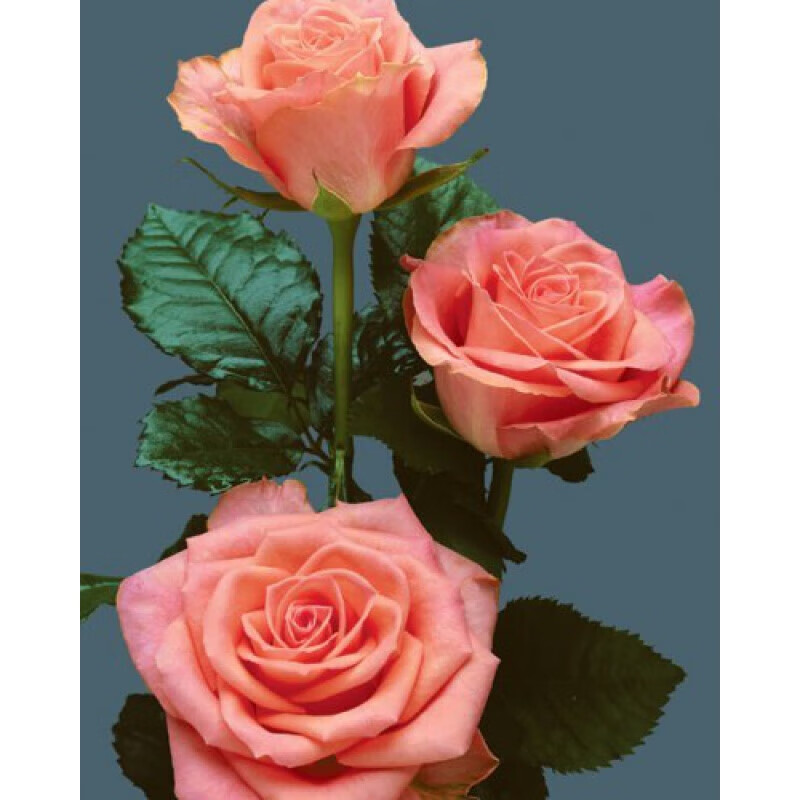 醉春木花苗/玫瑰/玫瑰花苗/各色玫瑰花苗 白色 不含盆