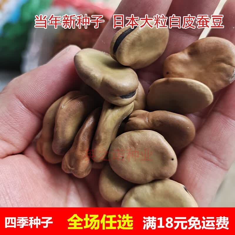 以琛大白皮蚕豆种子白花大粒特大板胡豆种籽孑高产 日本大白皮蚕豆试