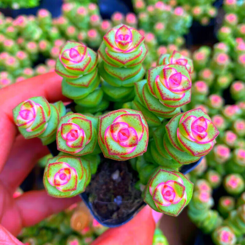 桌面有花新品彩色钱串锦大株粉色多肉植物稀有品种盆栽室内吸甲醛绿植