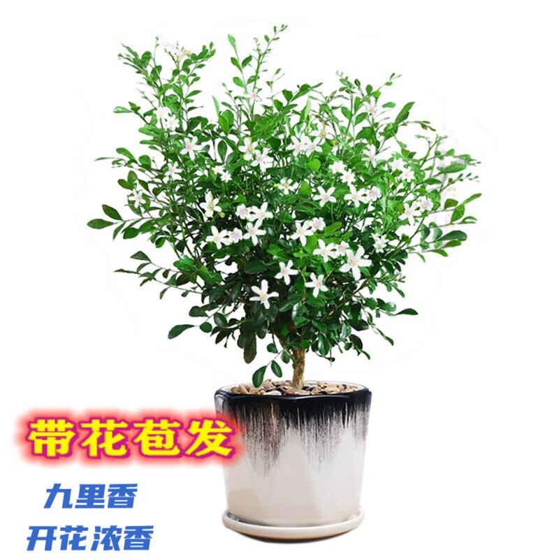 萌妹九里香盆栽花卉植物盆景室内绿植驱蚊四季青七里香带花苞浓香 掌柜5年苗(带花苞发) 不含盆