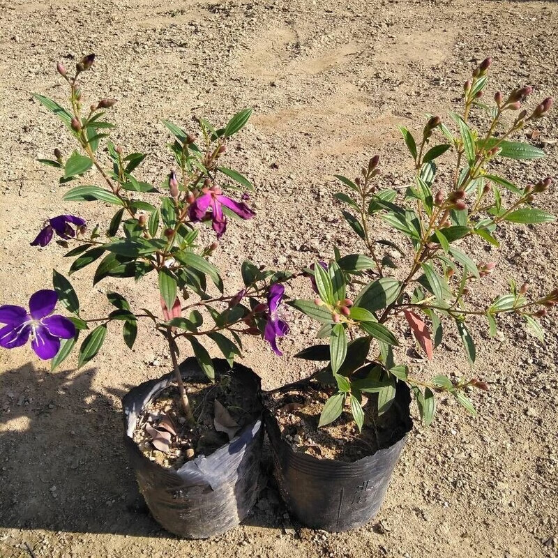灌湘鸟巴西野牡丹紫牡丹盆栽 阳台庭院耐寒观花植物四季开花卉绿植好