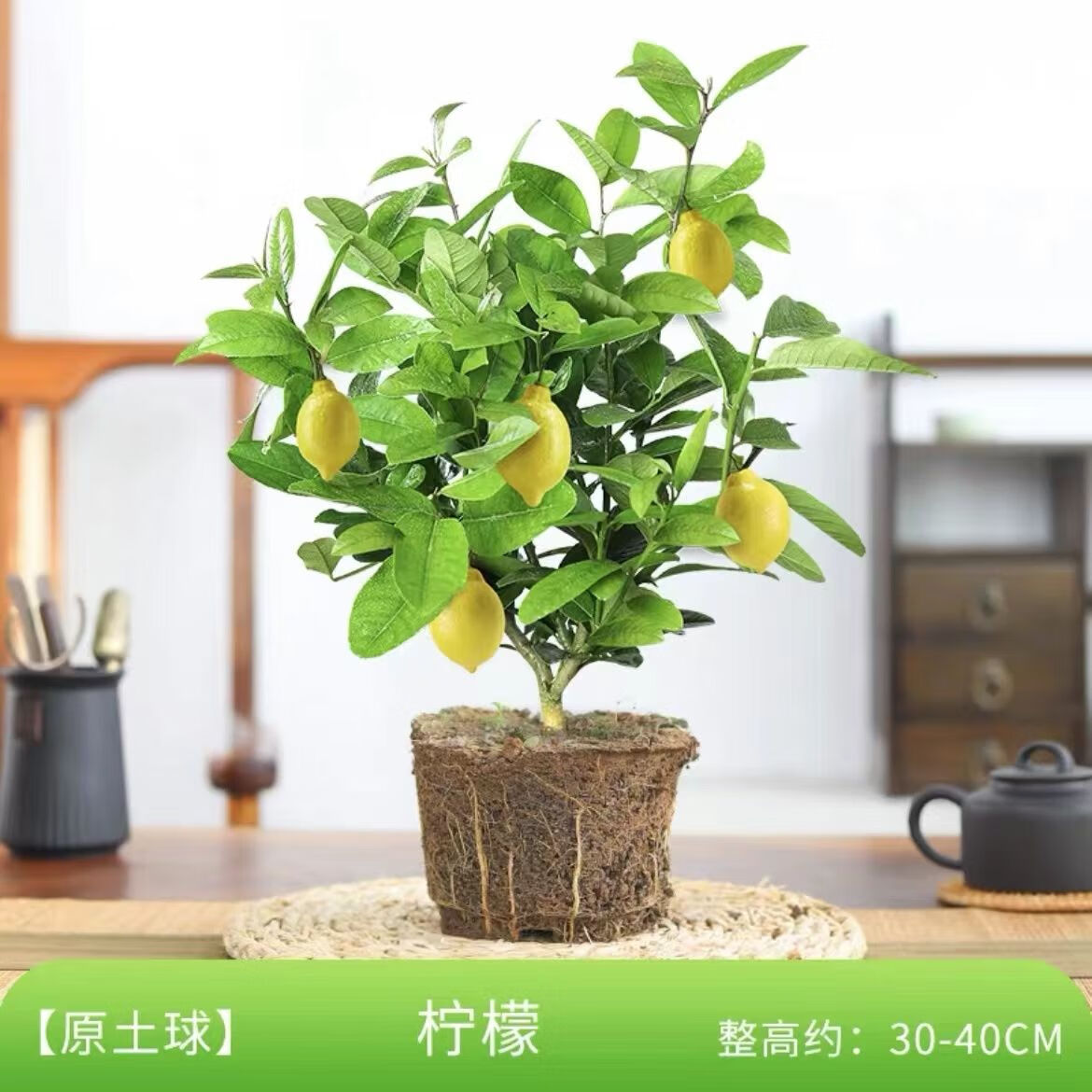 香水柠檬树盆栽室内花卉植物好养易活四季常青可食用老桩盆景绿植