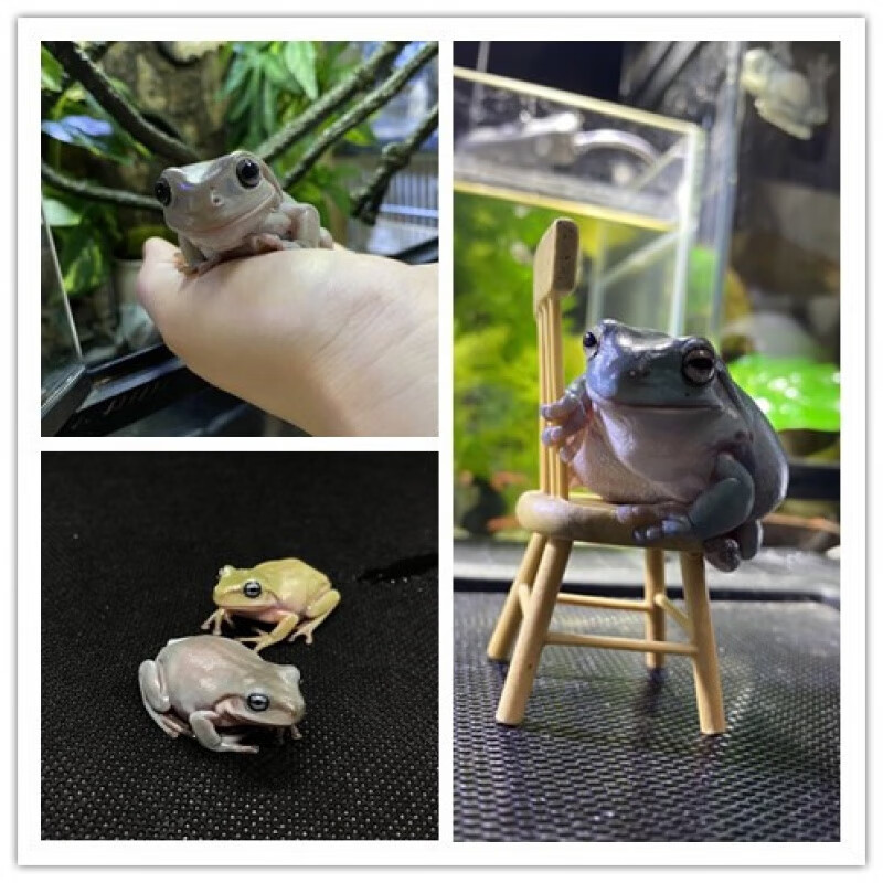 绿老爷树蛙2-3cm(1个月)