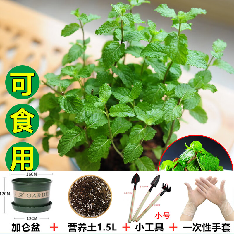 播种心情食用薄荷种子留兰香柠檬猫薄荷室内外阳台多年生盆栽香草籽