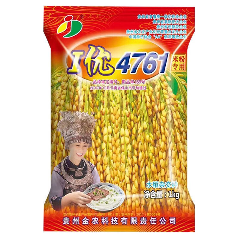 细辛i优4761水稻种子大穗高产做米粉专用水稻贵朝米种子水稻谷种 i优