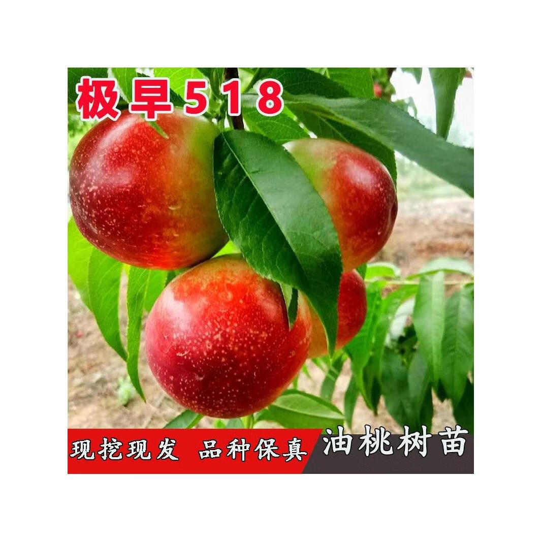 5月成熟桃树果苗嫁接极早518油桃树苗早熟脆甜油桃苗南方北方种植