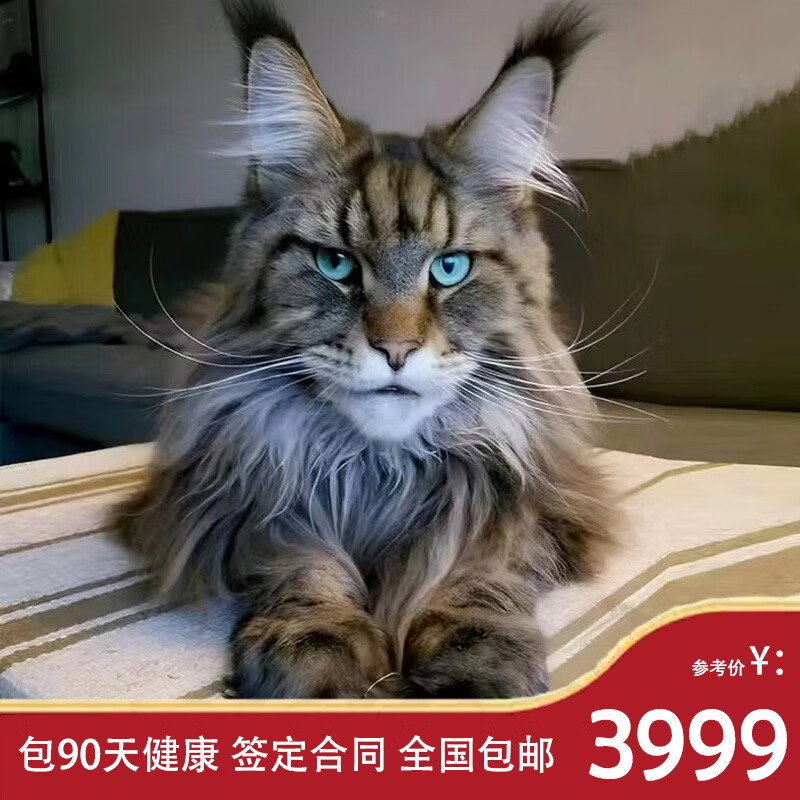 伊宠俄罗斯缅因猫烟熏色纯种幼猫银虎棕虎斑长毛巨型西伯利亚森林猫