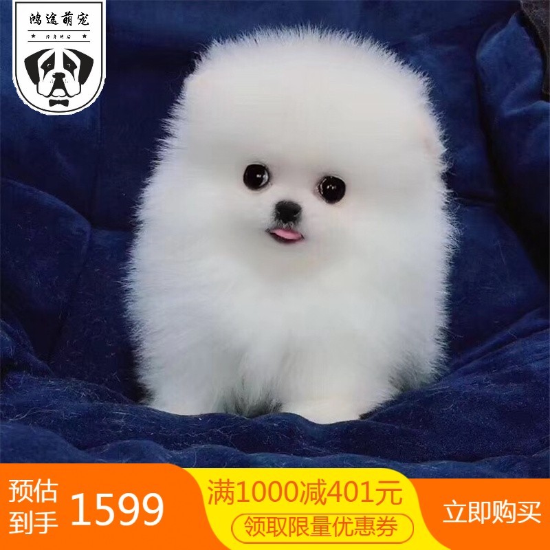 犬俊 相关京东优惠商品 价格图片品牌优惠券 虎窝购