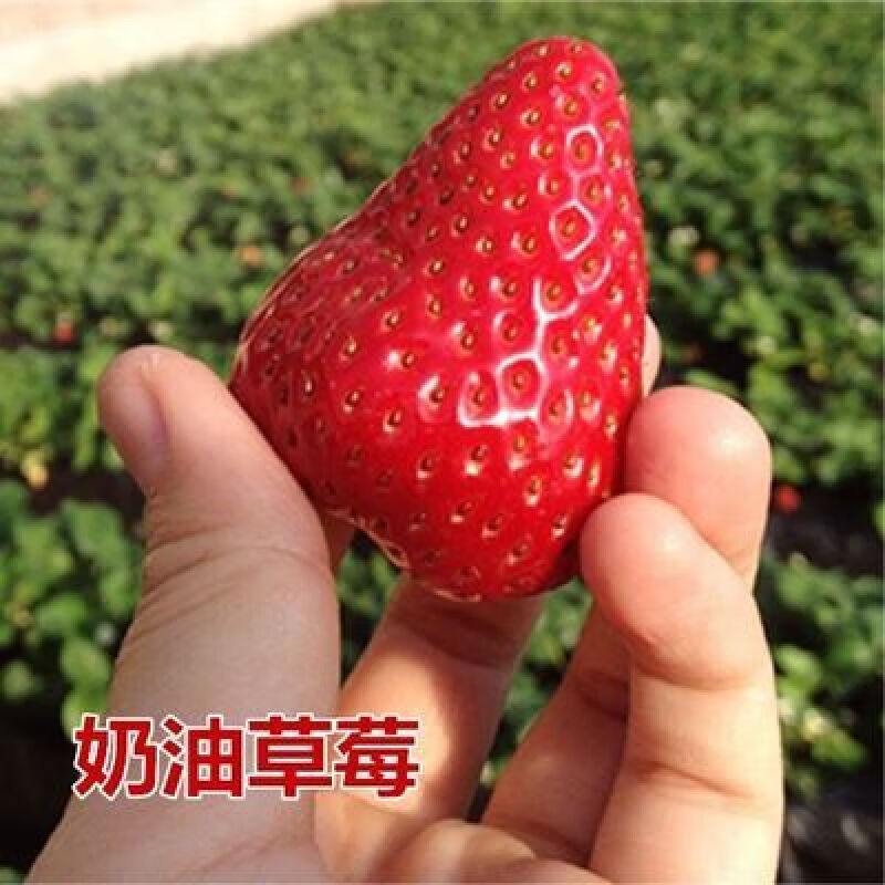 四季奶油草莓苗 食用当年结果脱毒牛奶草莓种秧盆栽阳台四季种植落地
