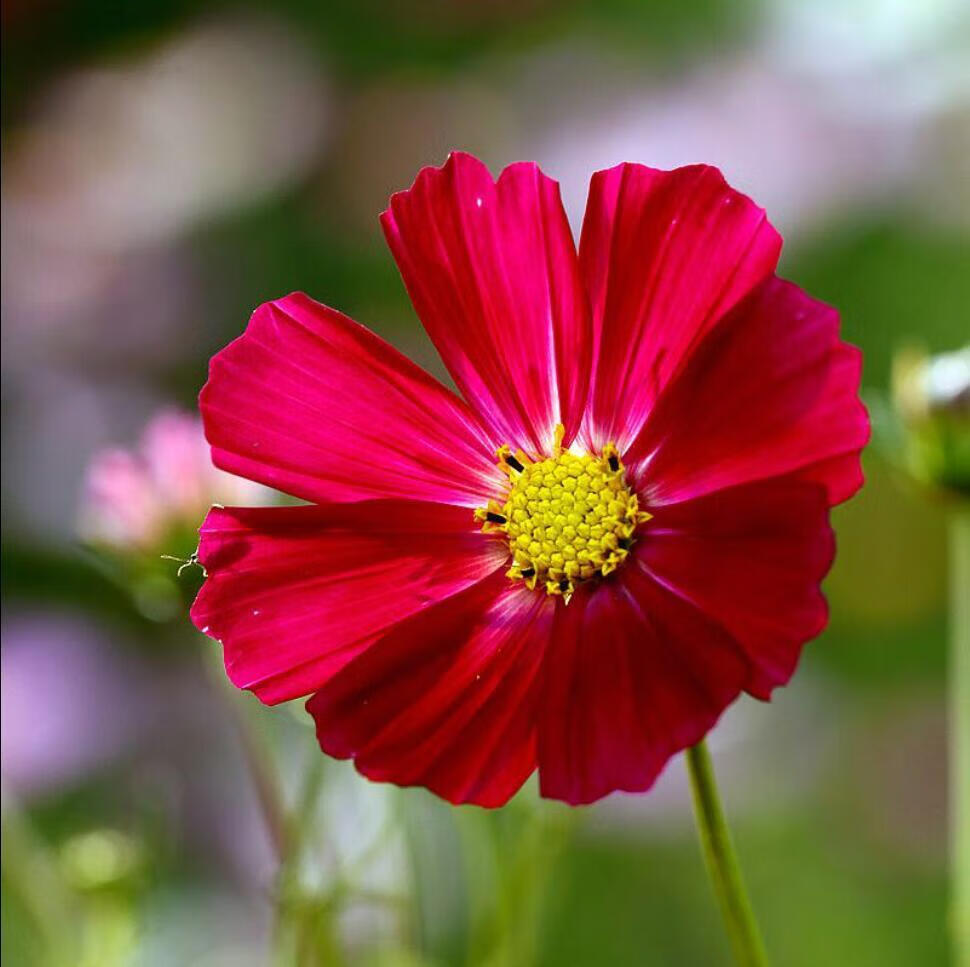 花籽矮杆格桑花种子室内阳台庭院易活绿化花卉种子 红色1000粒 肥 可