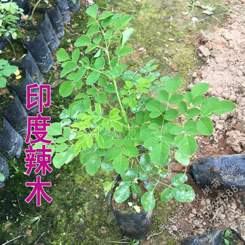 辣木苗 正宗珍稀名贵植物印度辣木树苗盆栽食用辣木籽苗 辣木苗30-40