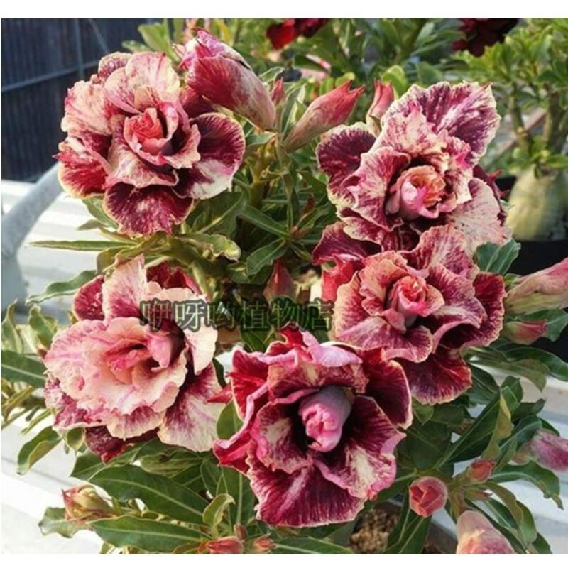 溢睬莲沙漠玫瑰花苗 茉莉花盆栽四季开花鲜花庭院室内绿植盆景观赏