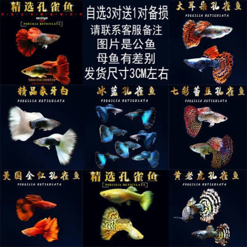 孔雀鱼纯种活体观赏鱼小型热带鱼好养耐活鱼缸群游小鱼精品凤尾鱼