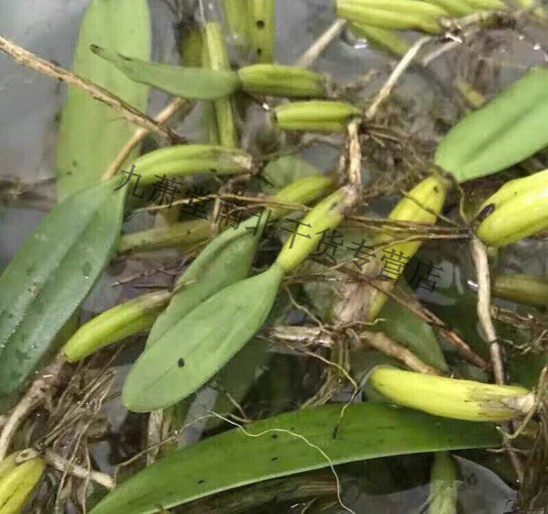 九州佰草集有仁堂新鲜单叶石橄榄果上叶石仙桃岩珠石莲石豆兰石上连