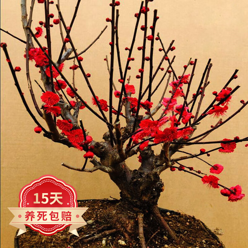 盆景四季梅花苗美人梅腊嫁接梅花树苗庭院盆栽绿植花卉耐寒植物 乌梅