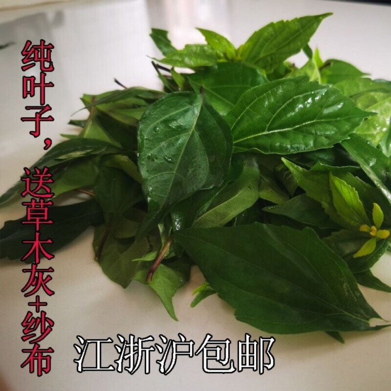 神仙豆腐树叶 500g 观音柴叶子神仙叶子现摘泰顺特产豆腐柴叶绿豆腐