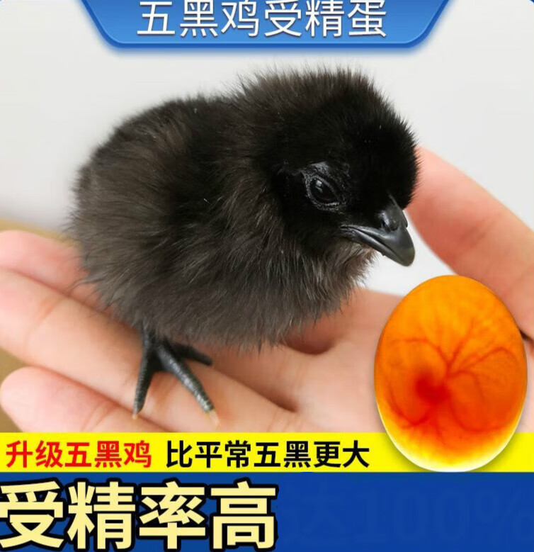五黑鸡种蛋受精蛋可孵化绿壳受精蛋五黑一绿乌鸡蛋孵化蛋 五黑绿壳蛋