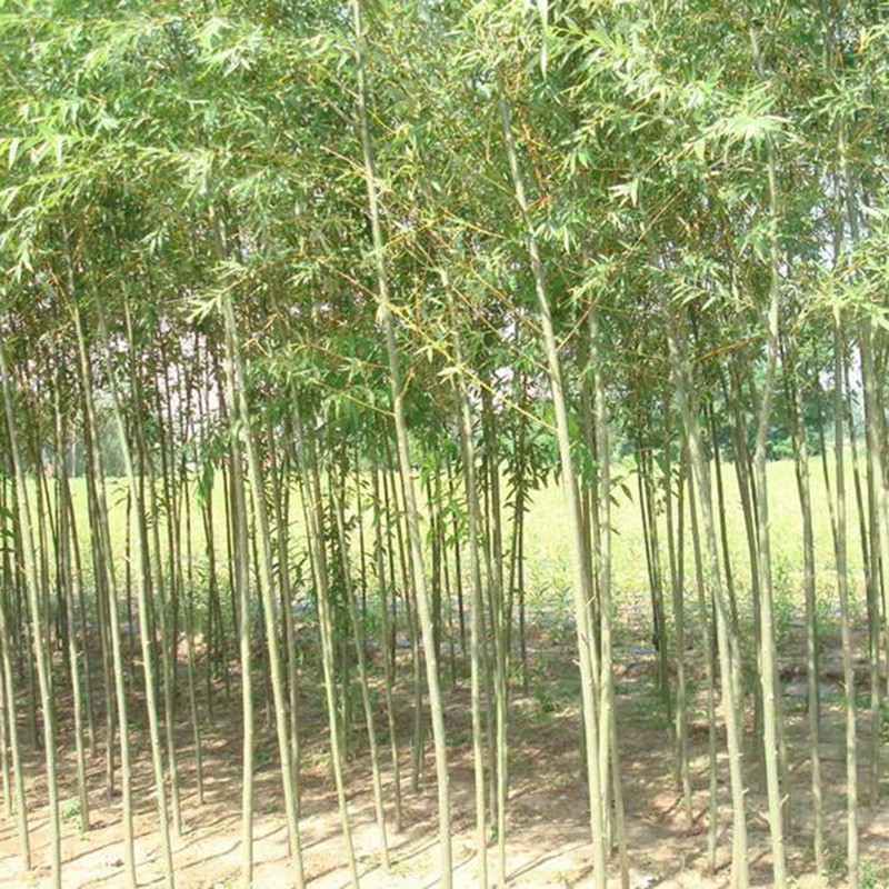 垂柳树苗速生柳树苗竹柳苗黄金柳金丝柳直生垂柳小苗柳树枝条绿化苗木