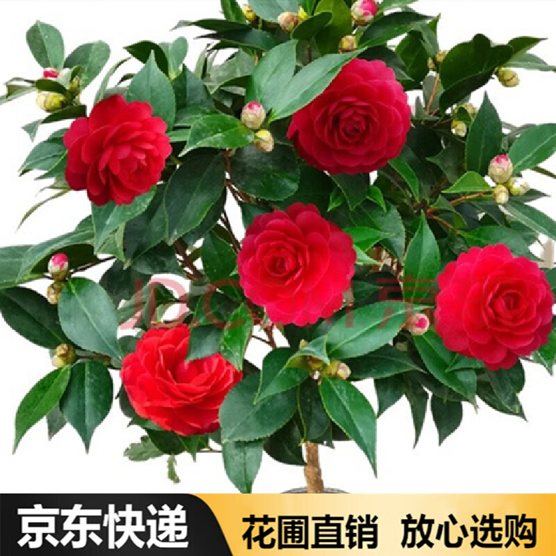 盆栽茶花苗 四季常青香妃茶花盆栽花期带花苞 浓香型庭院室内好养茶花