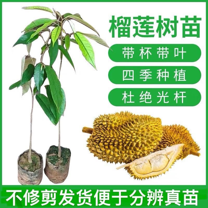 爱悦榴莲果树苗泰国榴莲树苗嫁接金枕头南方种植盆栽苗正宗榴莲嫁接苗