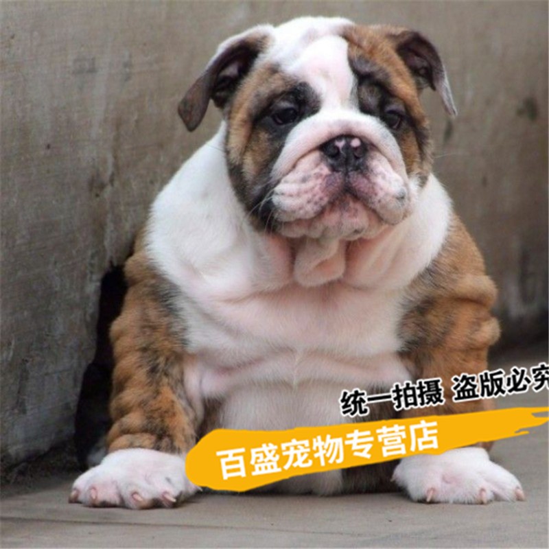 纯种英国斗牛犬幼犬活体 出售英牛犬 斗牛犬 宠物狗 英斗 黄白花 s级