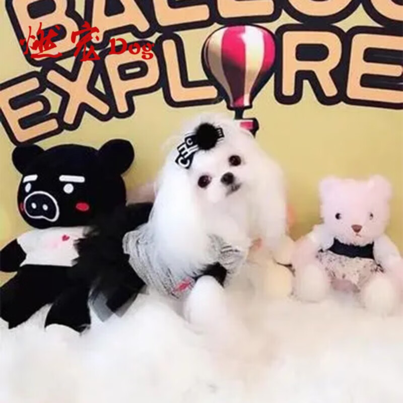【视频选狗终身免费接种疫苗】马尔济斯幼犬纯种双血统马尔济斯犬活体