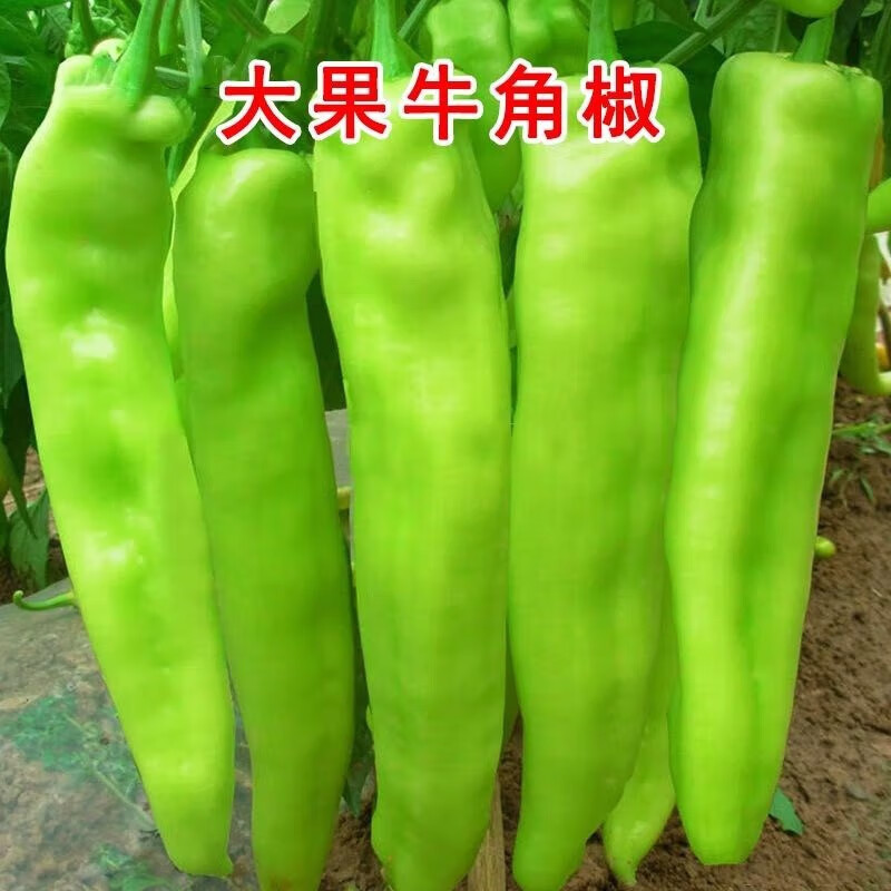神禾适合春天种的青菜种子籽蔬菜品种大全春季阳台盆栽家庭种植 特大