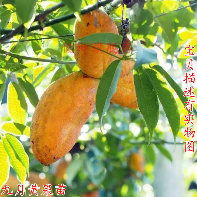地艺八月瓜苗果树苗野生八月炸瓜果苗南方庭院四季九月黄树苗当年结果